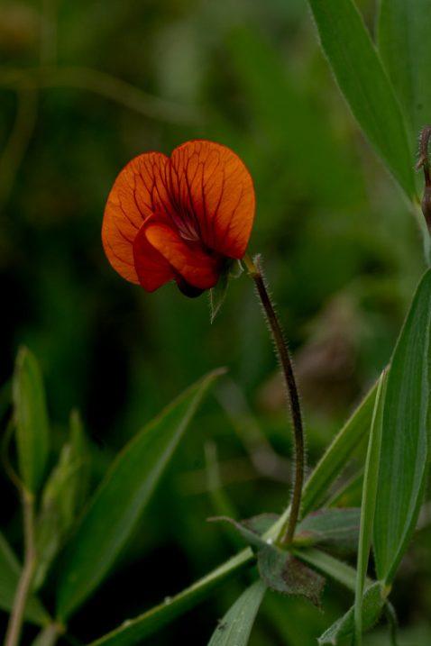 Quiet Ember