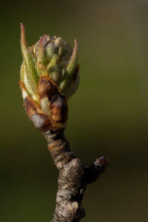 On the Verge of Bloom